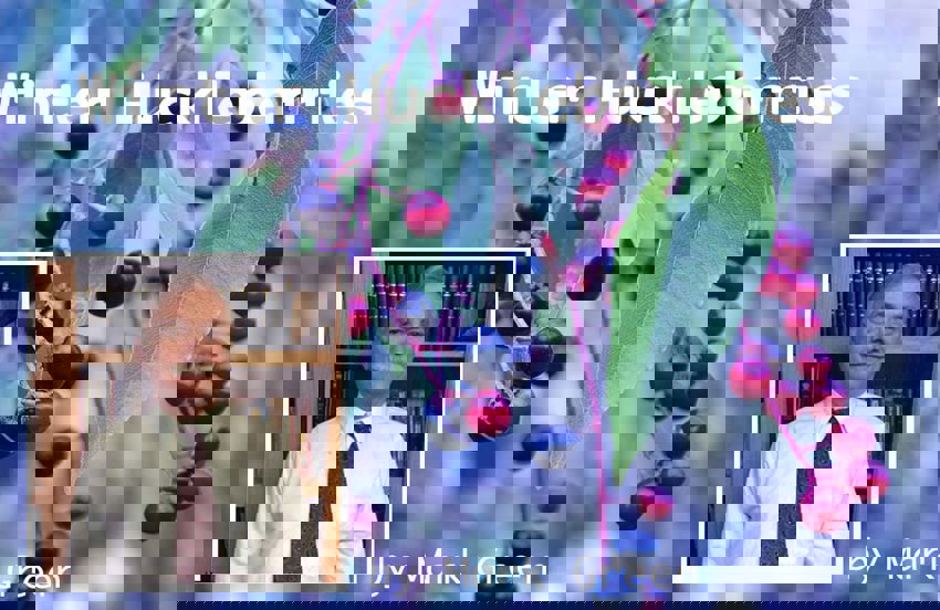 Winter Huckleberries by Mark Green